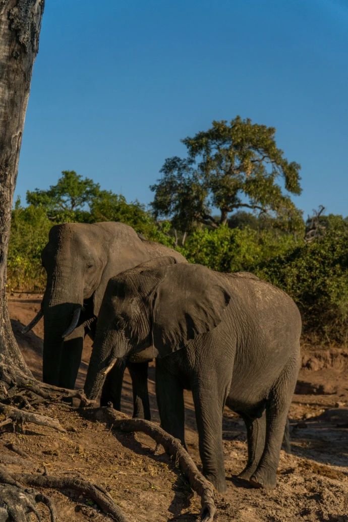 Two elephants stand near a tree by a river.